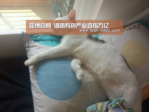 亚博